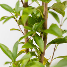 Ligustrum
