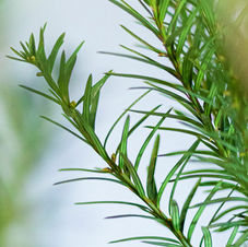 Taxus