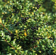 Ilex Crenata (Laur japonez)