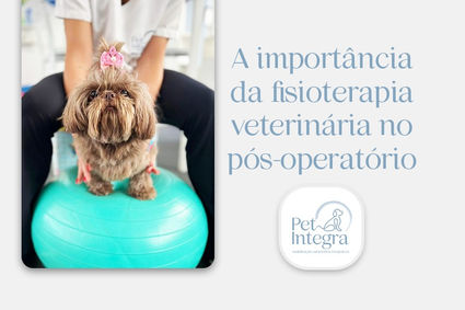 A importância da fisioterapia veterinária no pós-operatório