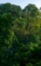 background-alphasitio-alphaville