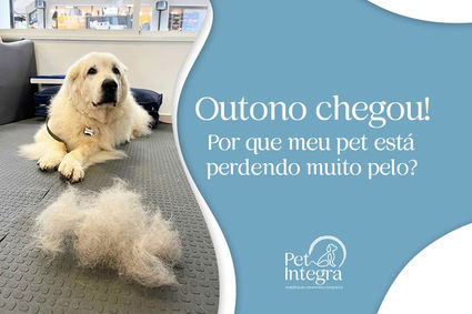 cachorro-queda-de-pelos