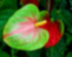anthurium
