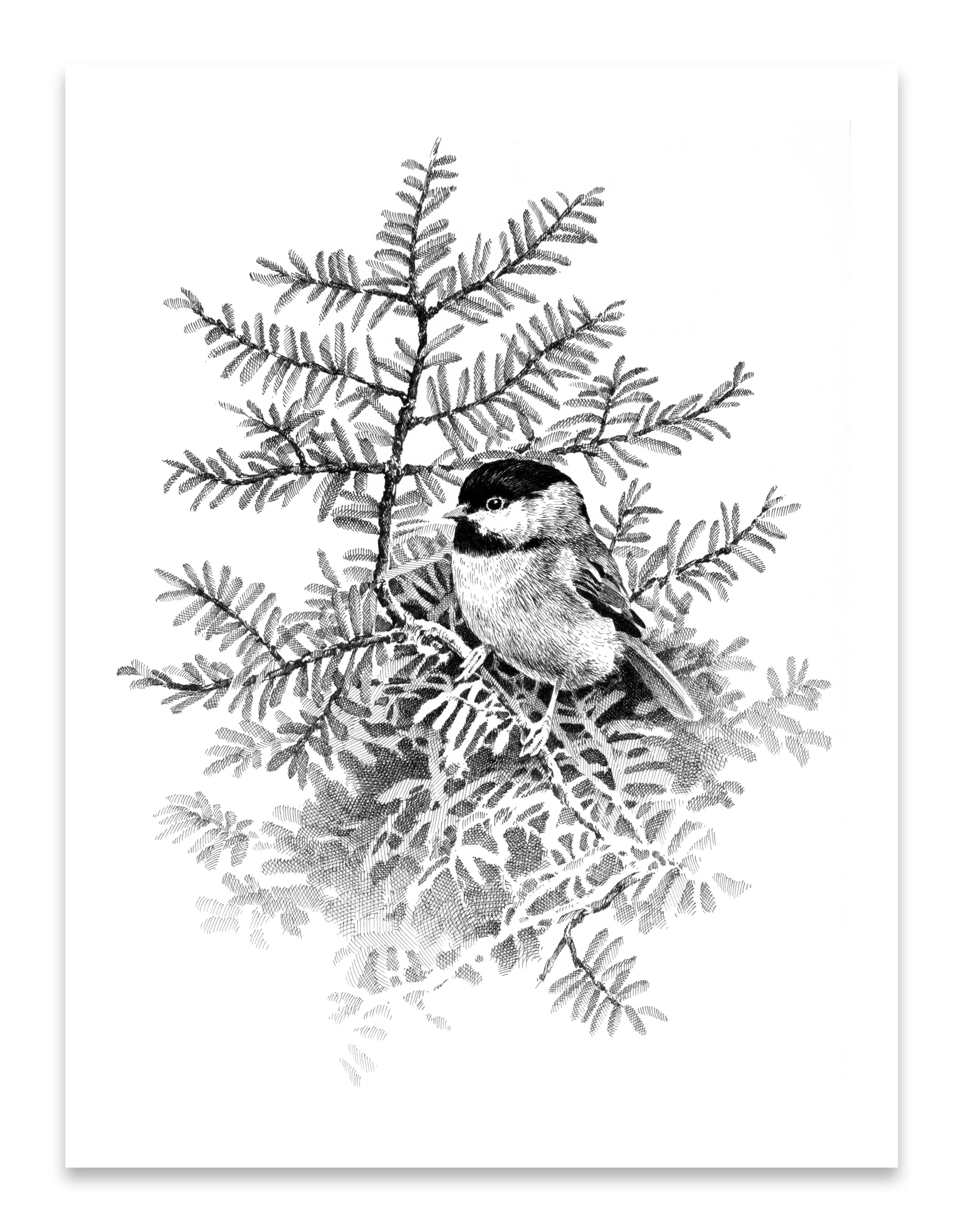 Pen and Ink Art Black and White Art Hemlock Chickadee