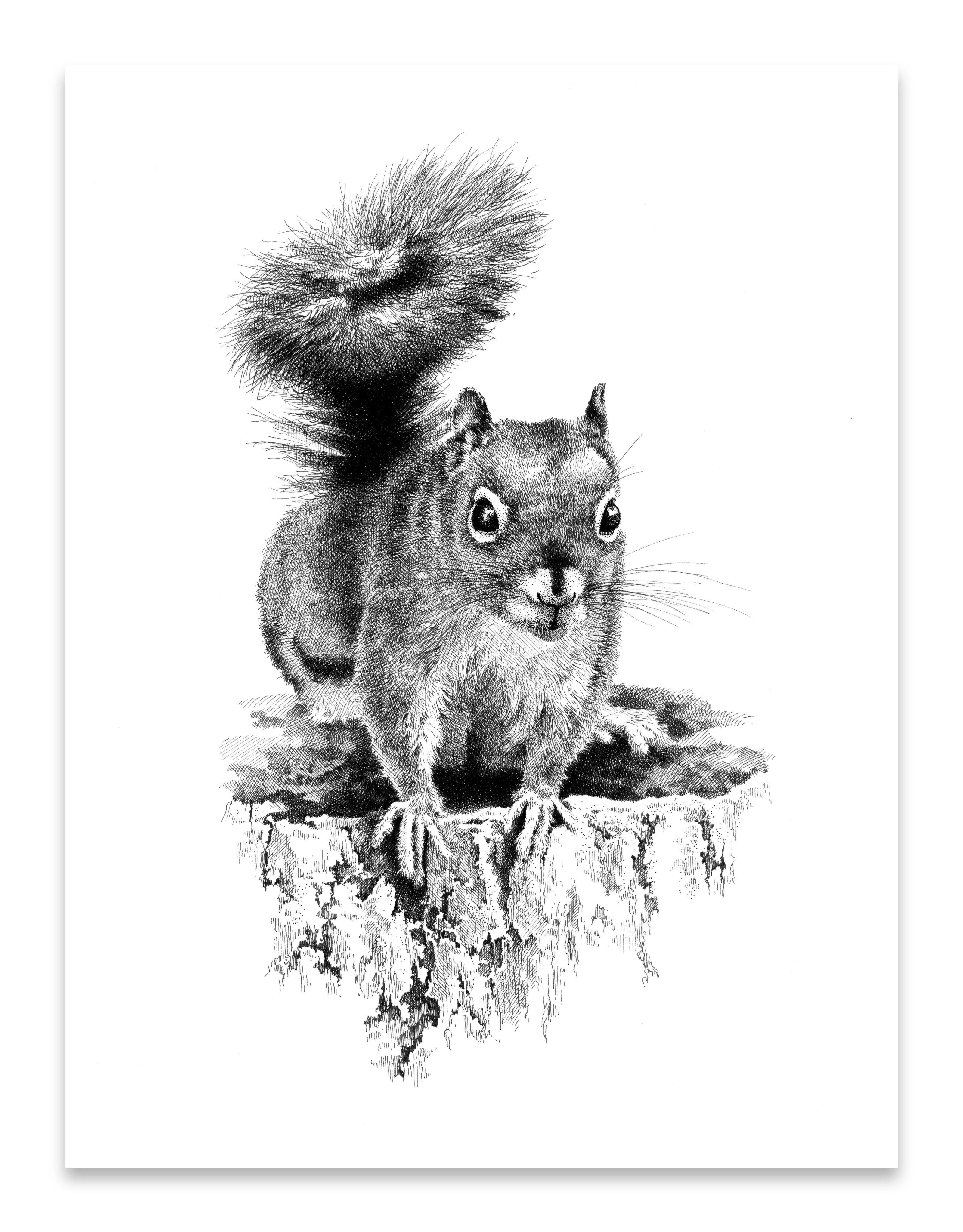 Pen and Ink Art Black and White Art Red Squirrel
