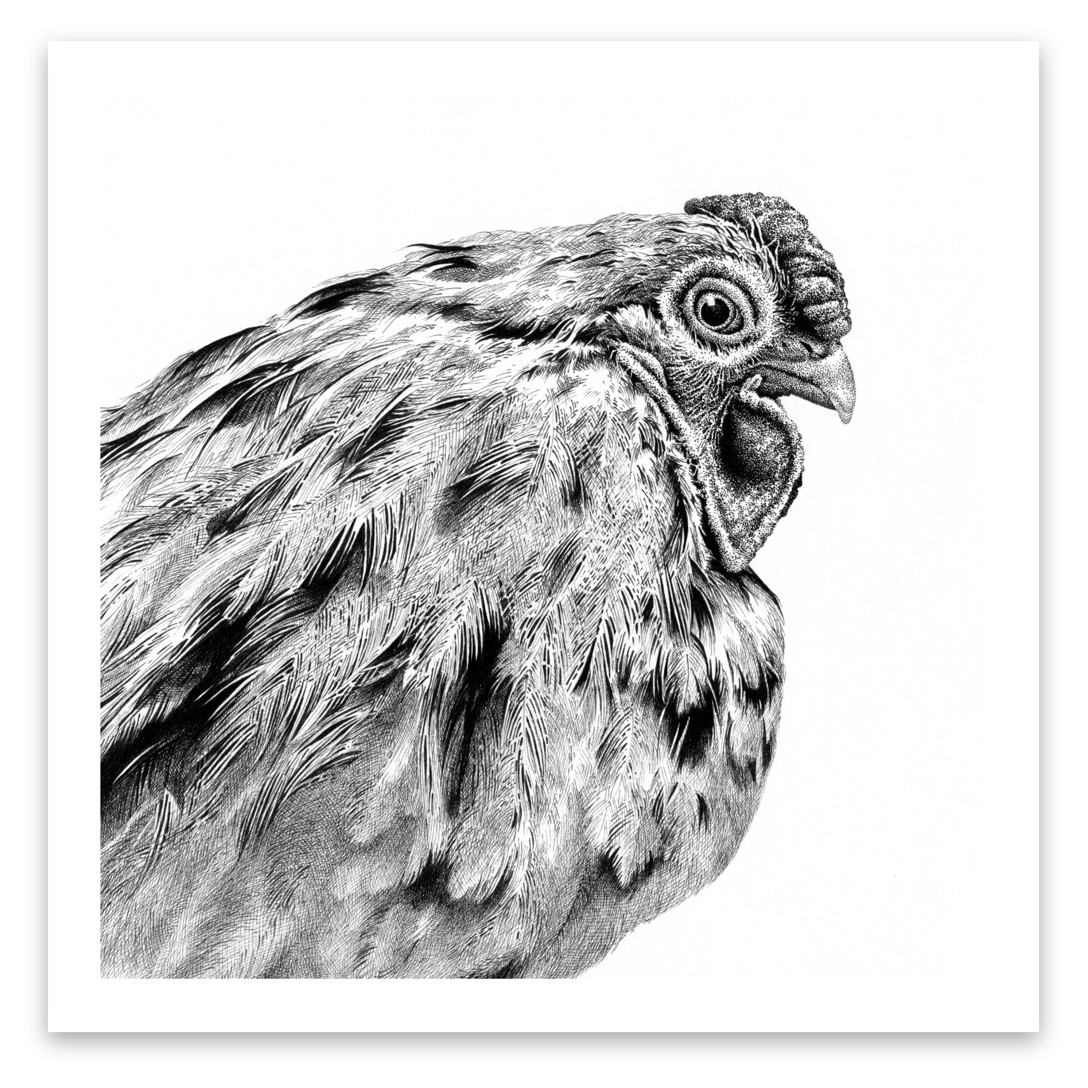 Pen and Ink Art Black and White Art Chicken 