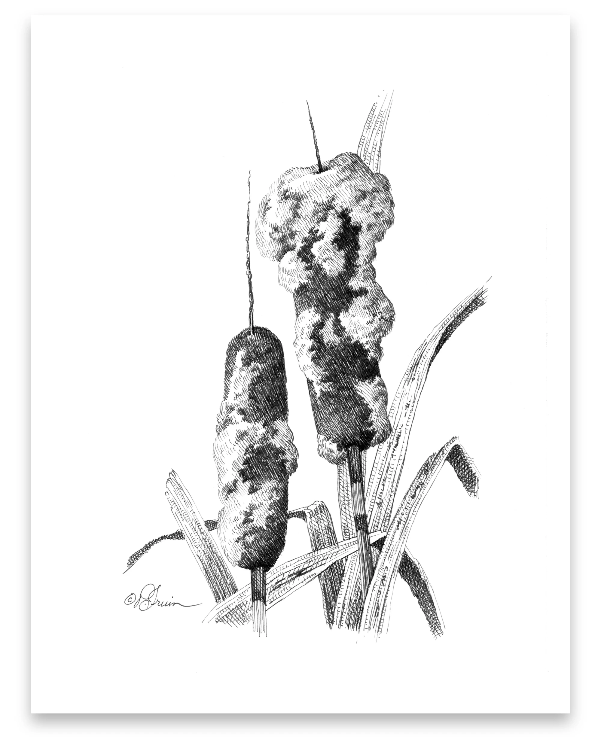 Pen and Ink Art Black and White Art Cattails