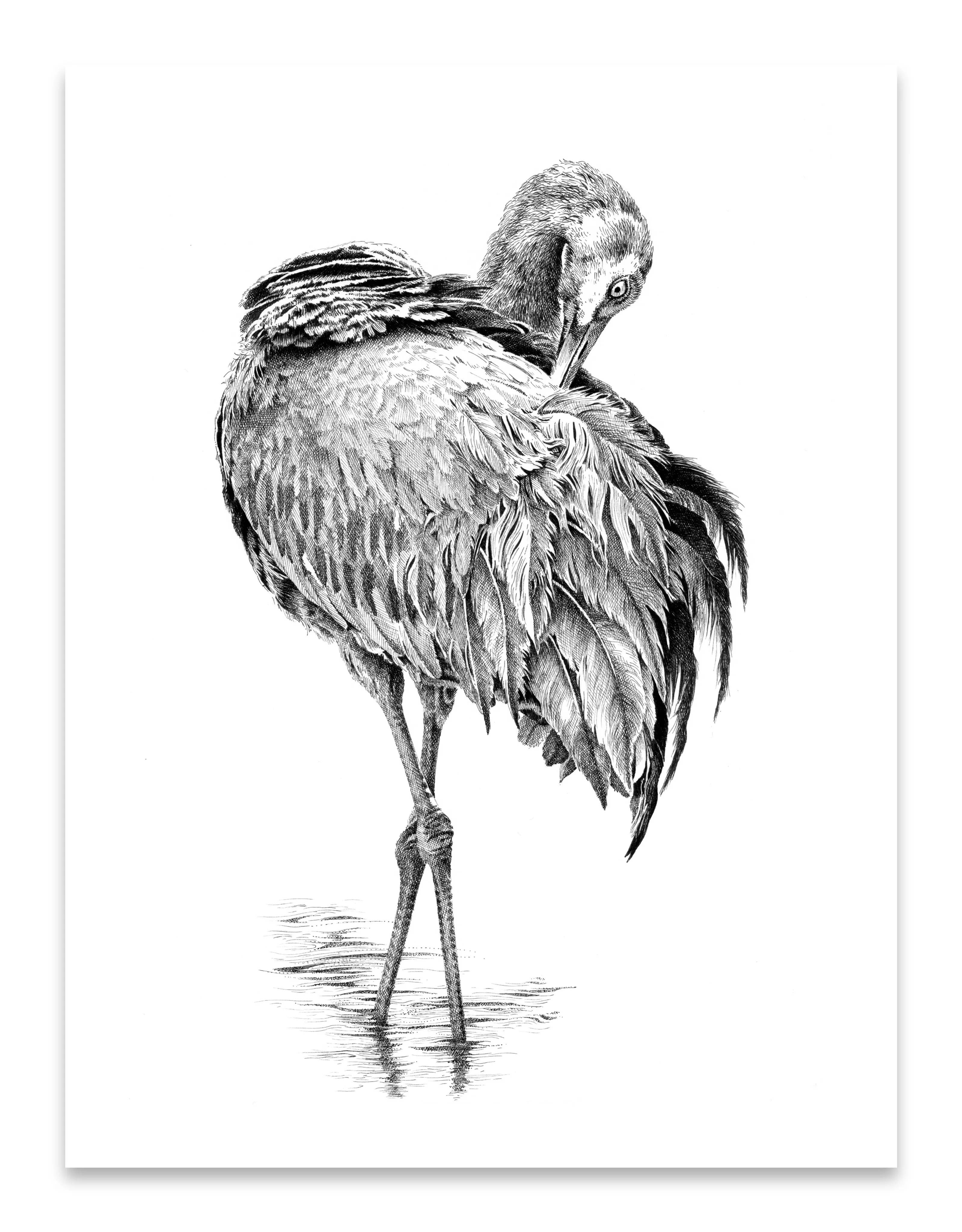 Pen and Ink Art Black and White Art Sandhill Crane