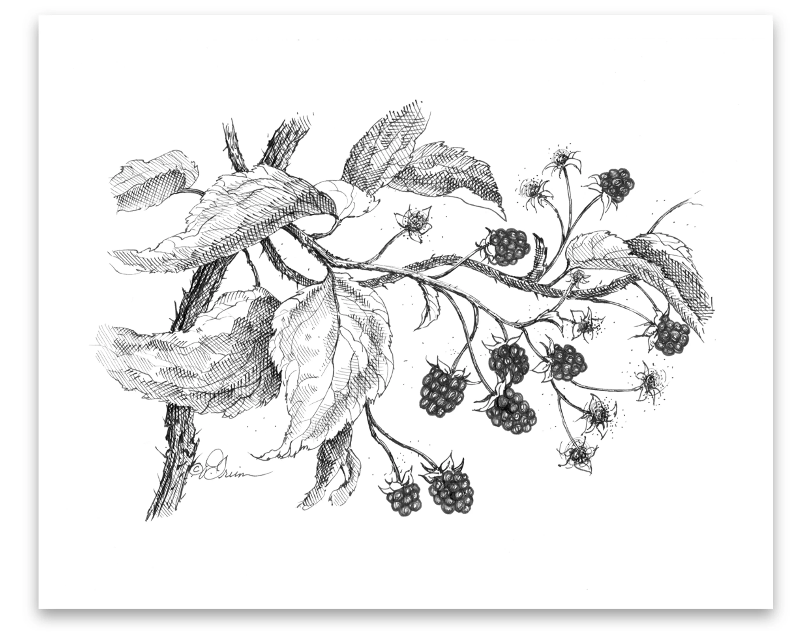 Pen and Ink Art Black and White Art Blackberries