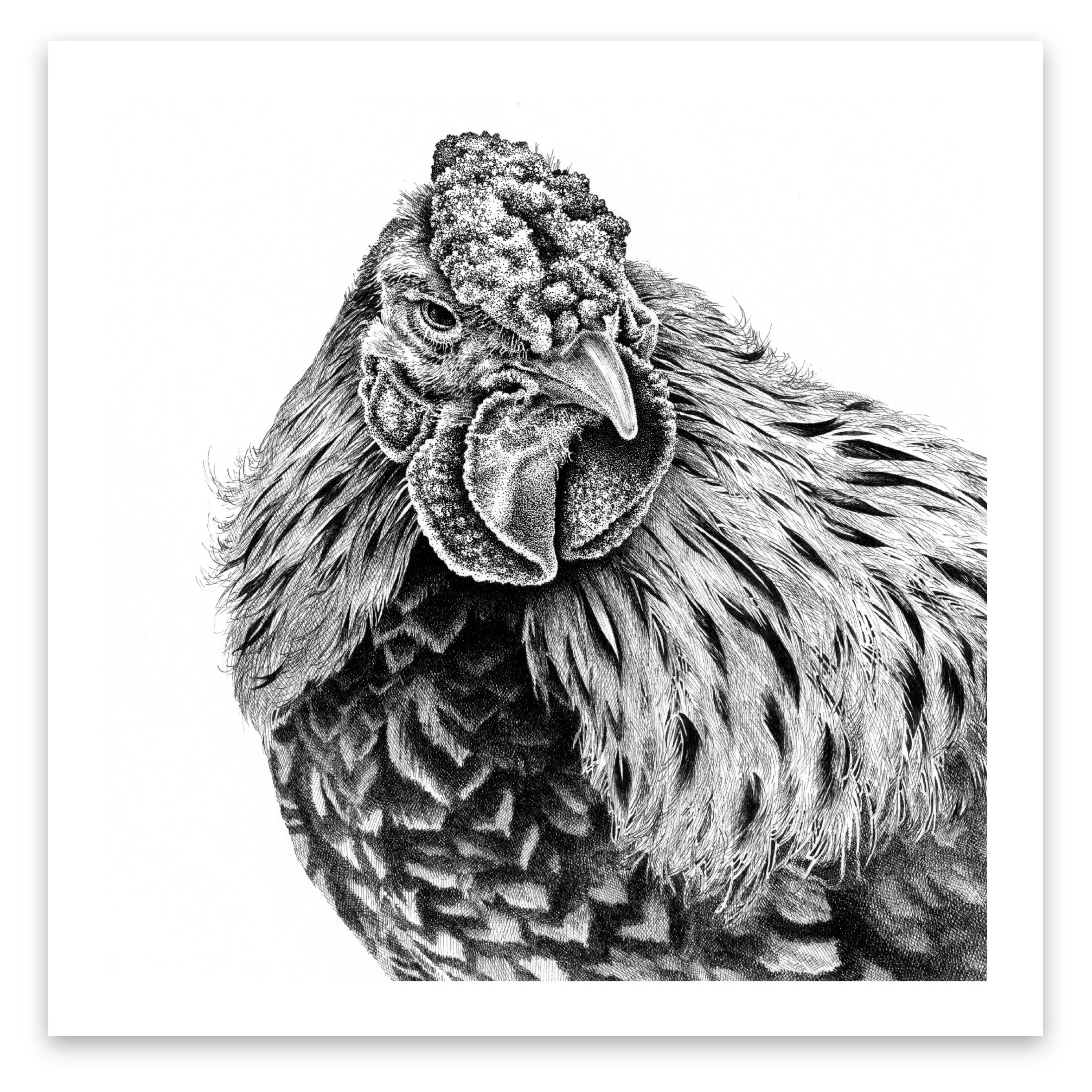 Pen and Ink Art Black and White Art Chicken