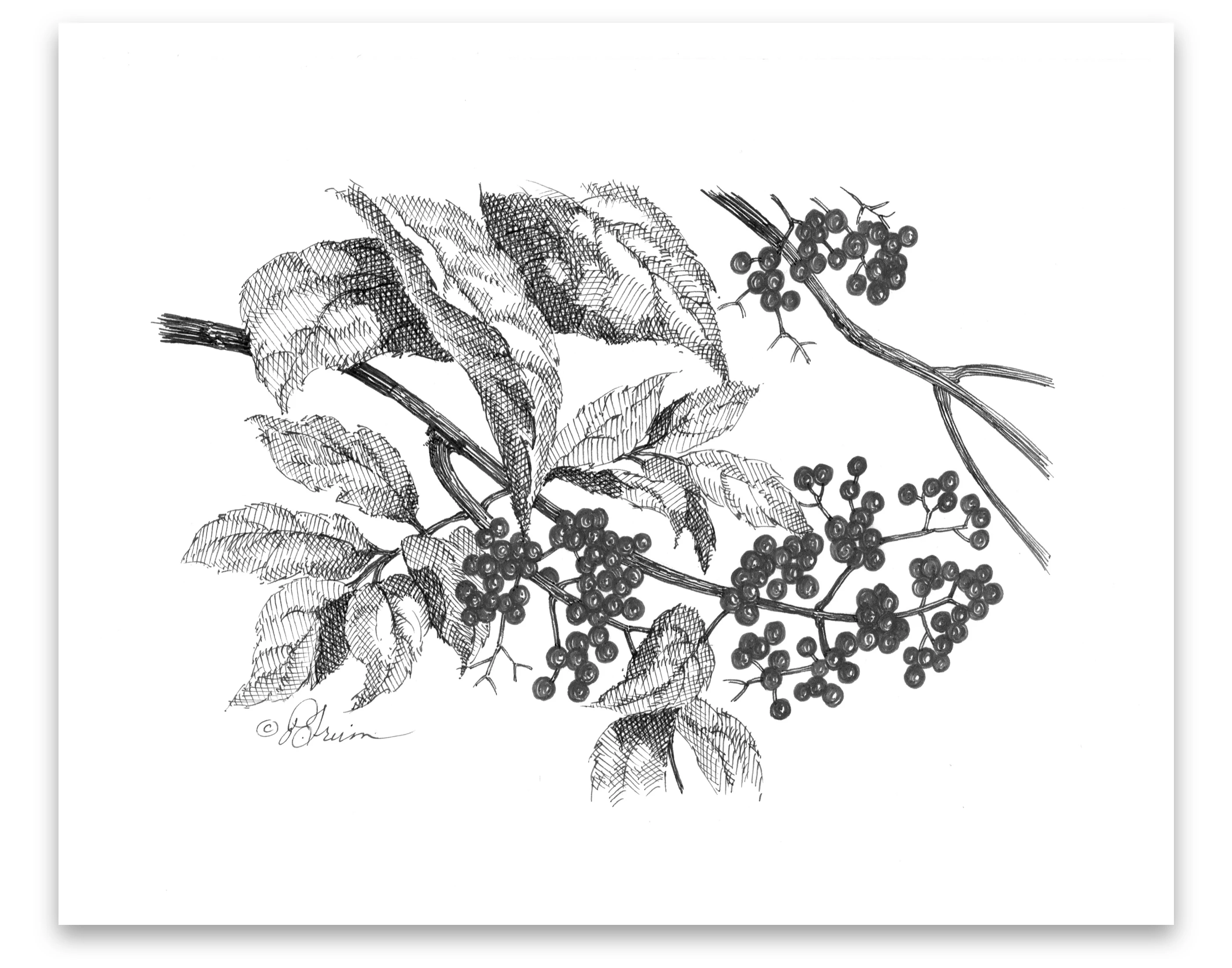 Pen and Ink Art Black and White Art Elderberries