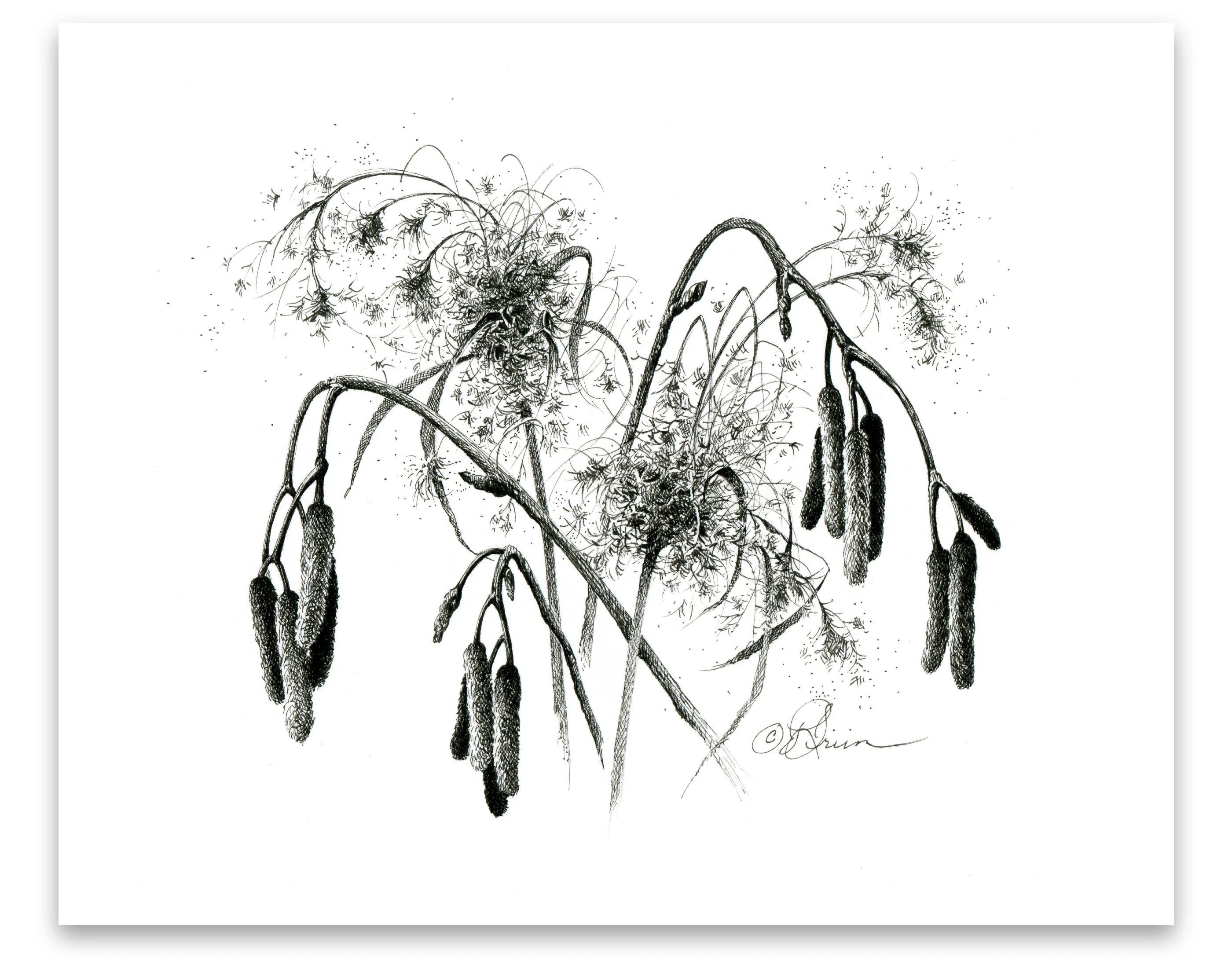 Pen and Ink Art Black and White Art Alder Tassels