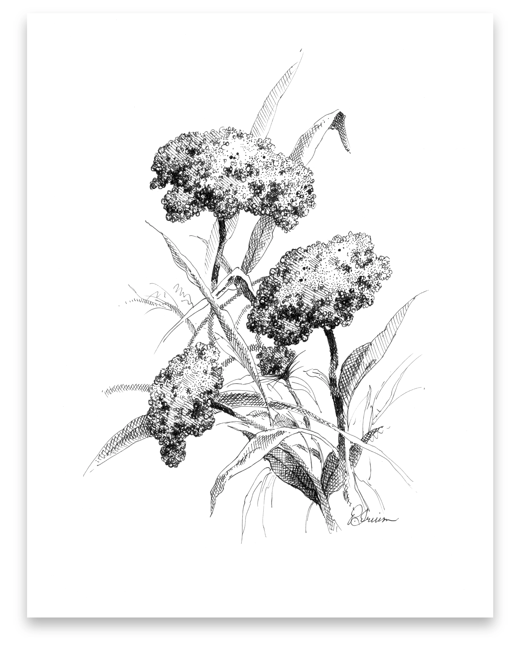 Pen and Ink Art Black and White Art Queen Anne's Lace