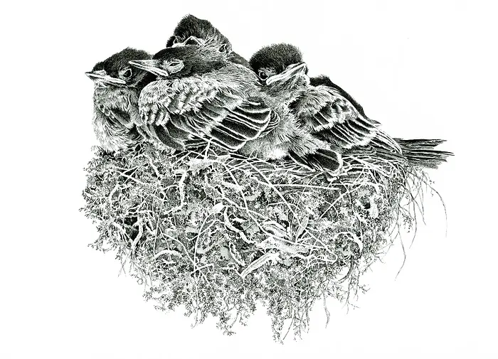 Pen and Ink Art Black and White Art Baby Birds Nest