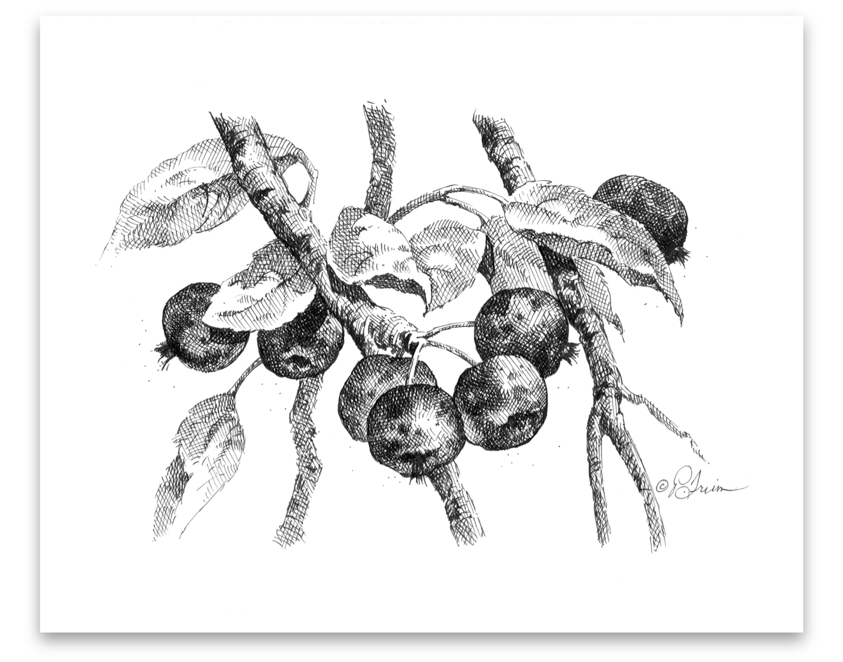 Pen and Ink Art Black and White Art Crabapples