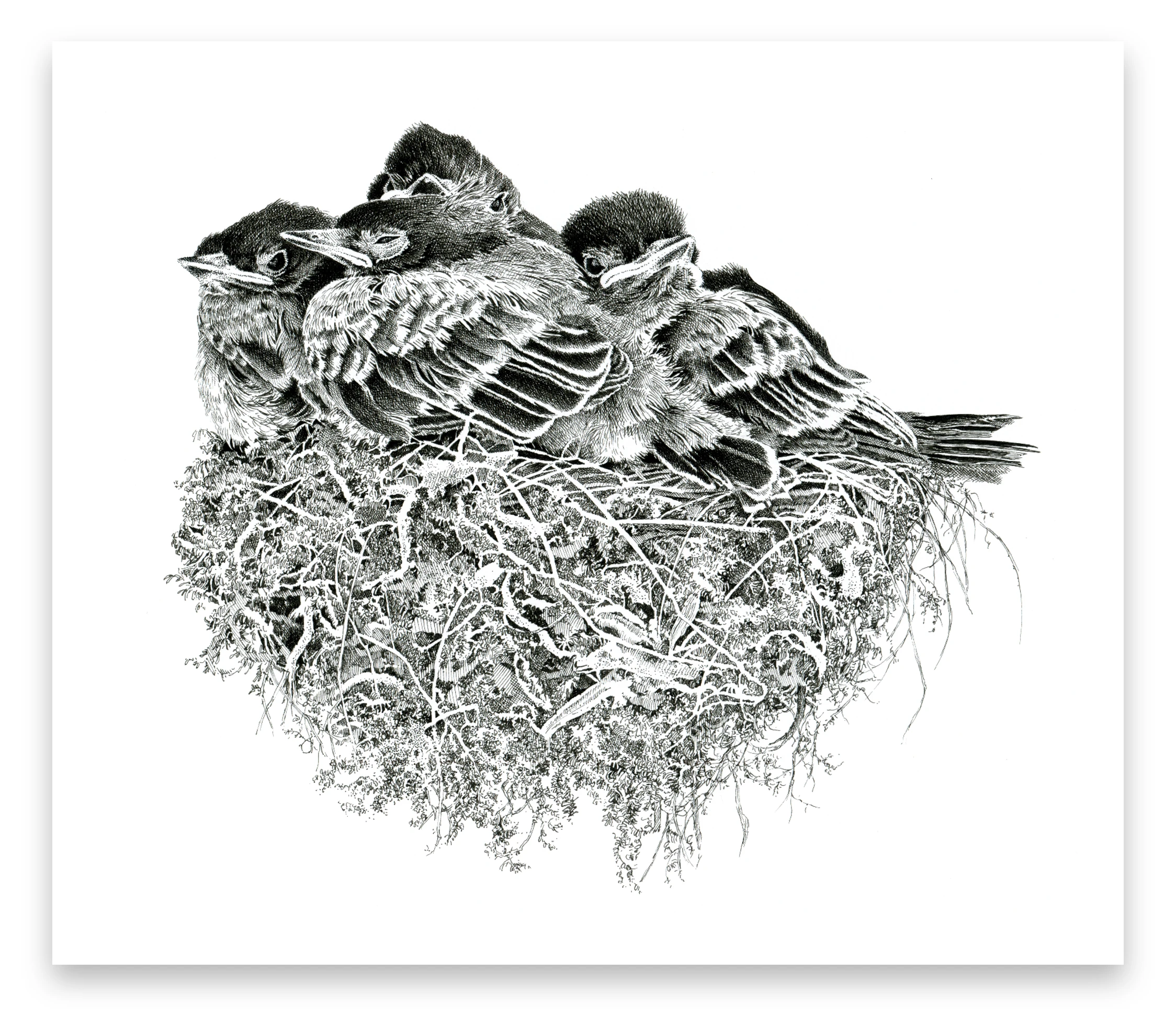 Pen and Ink Art Black and White Art Bird Nest