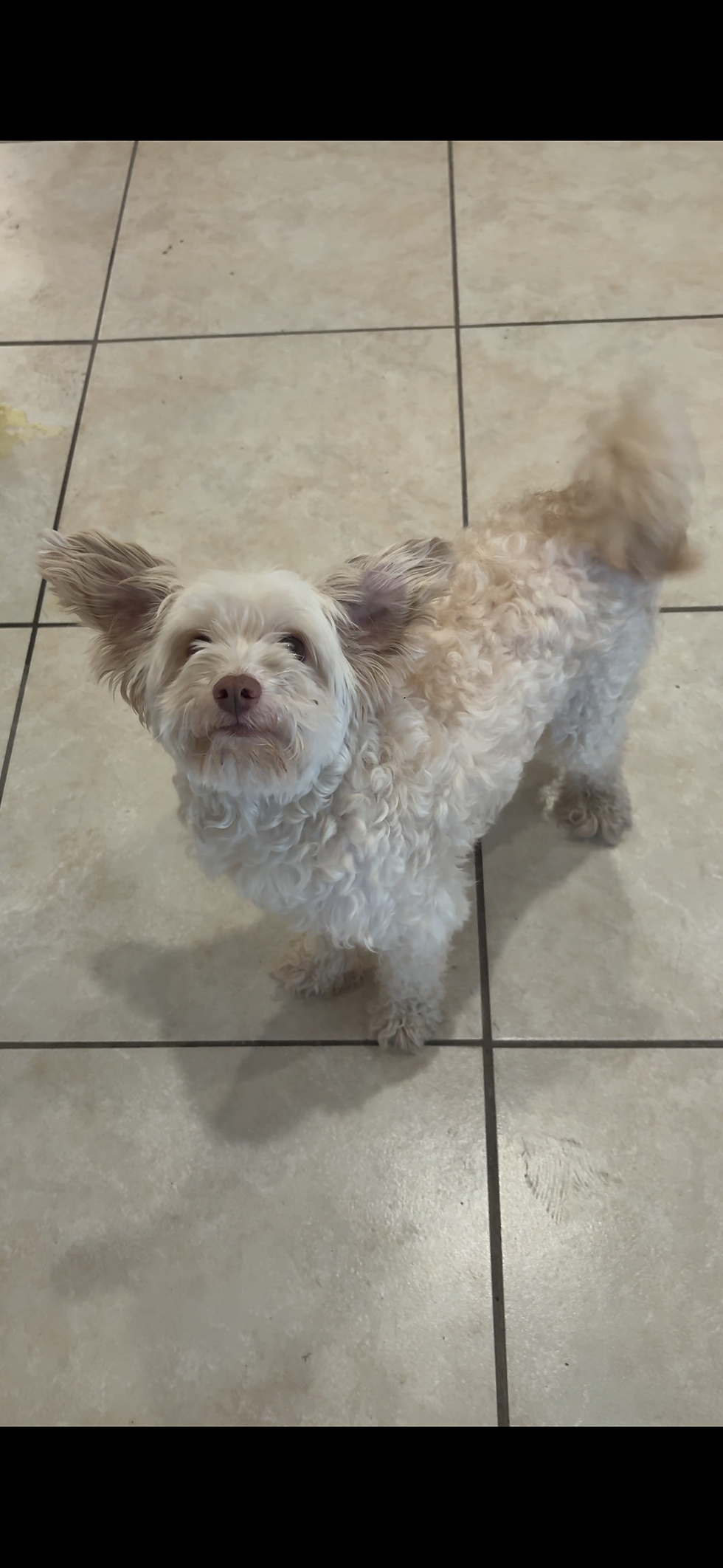 Adoption Event Party 