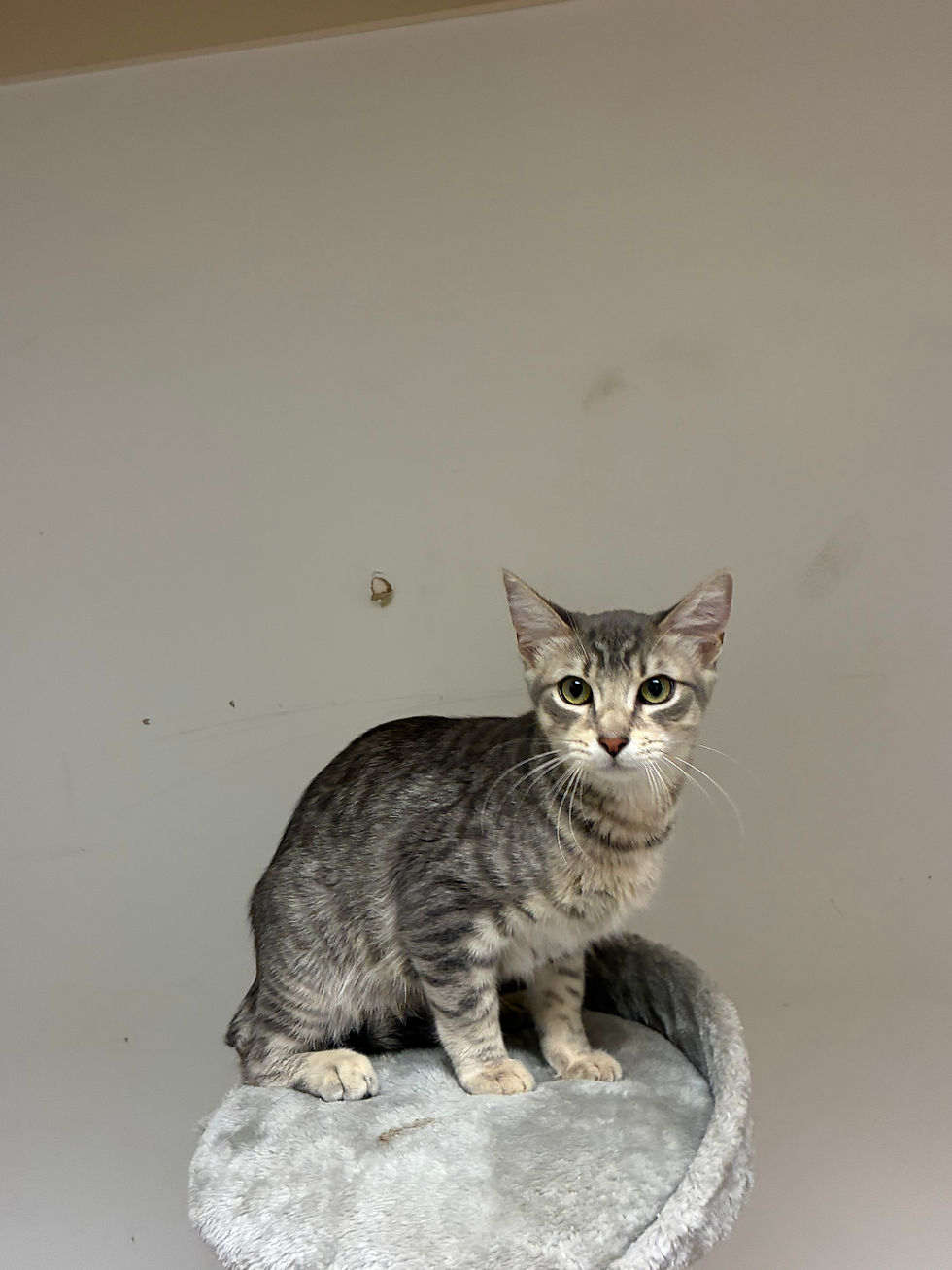 West Palmdale PetSmart Adoption Day Event