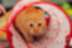 West Palmdale PetSmart Adoption Day Event