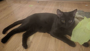 Meet Monte, the bro!