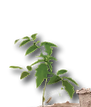PKACB.png