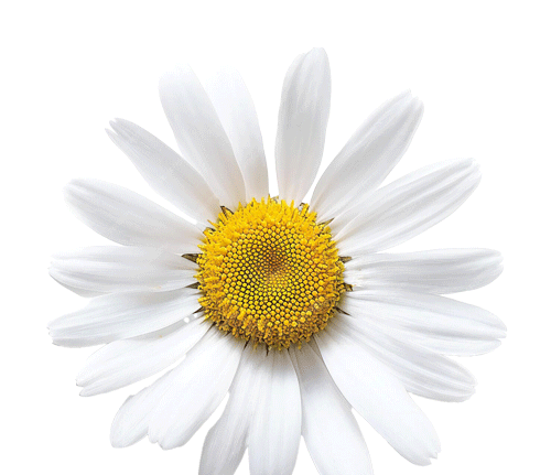 daisy-cleaned (1).png
