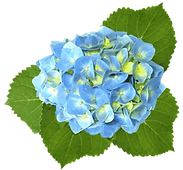 The Garden Club of Hyannis