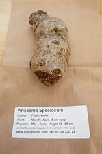 ANGLIA A. SPECIOSUM.JPG