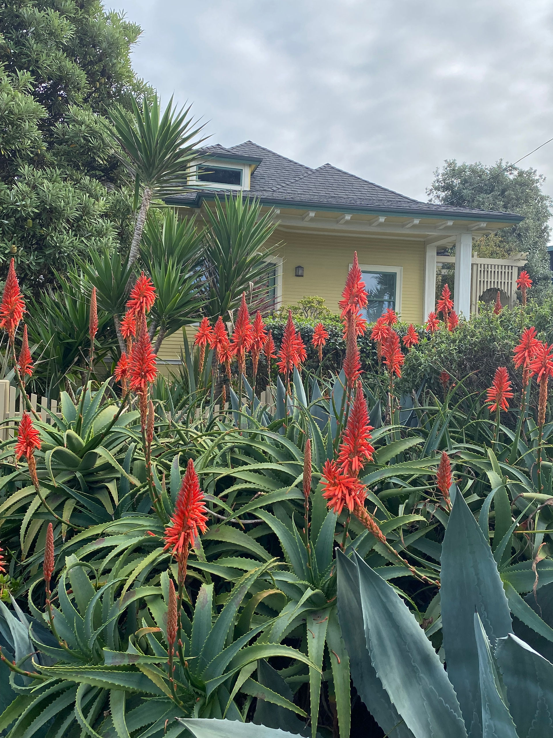 Aloe plants