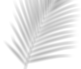 Decorative palm leaf graphic