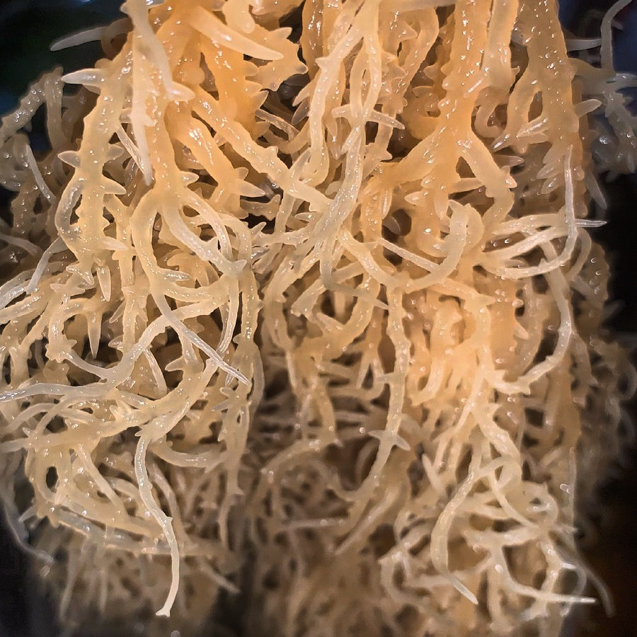 Thumbnail: Raw Sea Moss Gel- 16oz Pouch