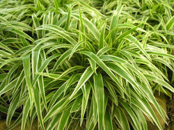 Chlorophytum laxum