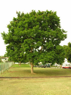 Andira inermis