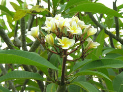 Plumeria obtusa
