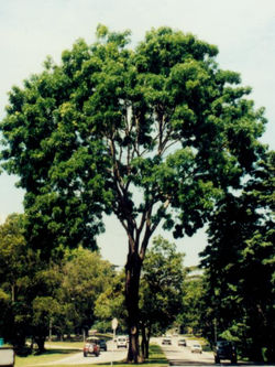 Khaya senegalensis