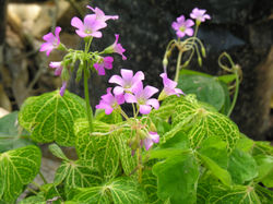 Oxalis martiana