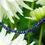 Thumbnail: Blue Sapphires