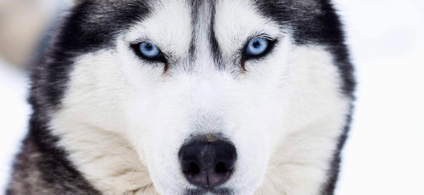 Husky