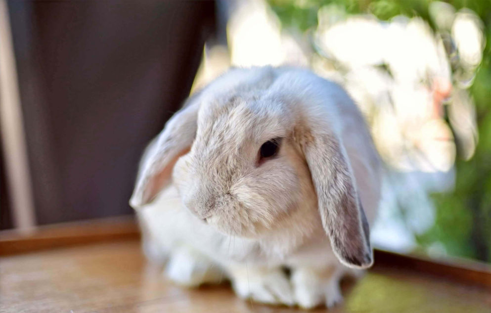 Lapin