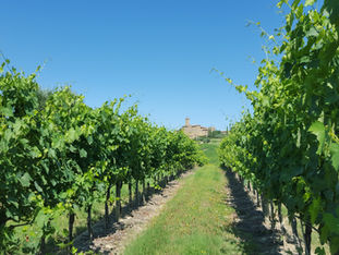 Cantina Banfi. La pettegola
