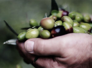 Il lusso dell'olio extravergine di olive made in Puglia