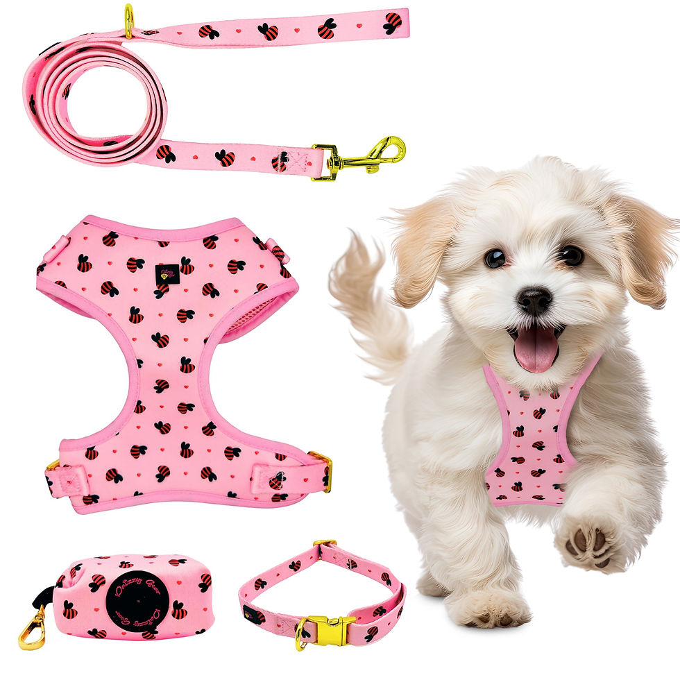 A dog wearing a matching harness set.