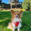 Thumbnail: Small long-haired dog wearing a red heart-patterned Daizzy Gear harness, sitting on green grass in a sunny park
