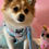 Thumbnail: Fluffy small dog wearing a Daizzy Gear Rainbow Bliss harness and bandana with pastel rainbows, accessorized with a pearl bow