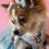Thumbnail: Adorable pup in the Rainbow Bliss Matching Dog Harness Set by Daizzy Gear, styled with pastel beads, a blue bow