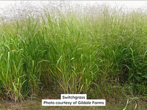 Funding Available for Planting Switchgrass
