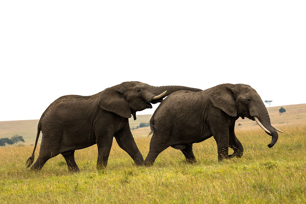 Run Wild Kenya: A Safari of a Lifetime