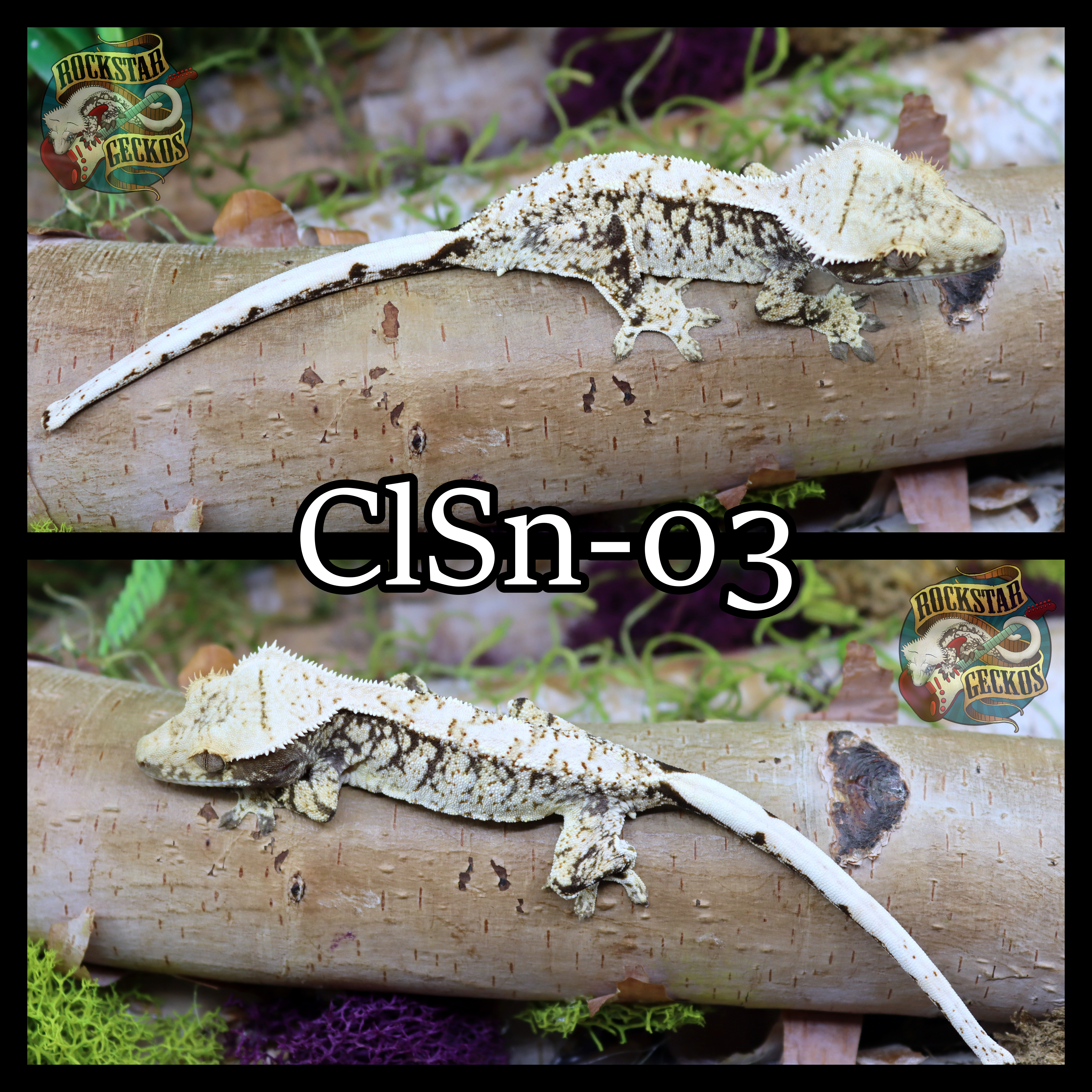 ClSn-03