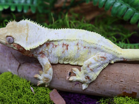 Lilly While Crested Gecko