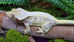 Lilly While Crested Gecko